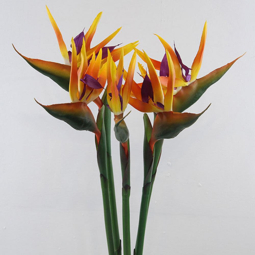 Bird Paradise Strelitzia - 1 unidad de 80cm, flor de