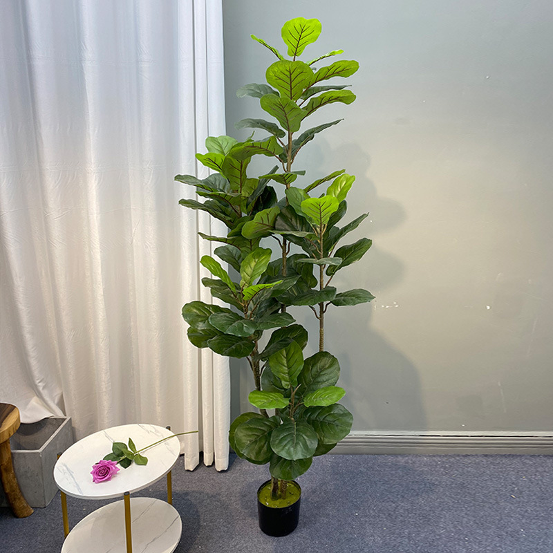 Ficus Lyrata Tree - Árbol de Ficus grande de 59