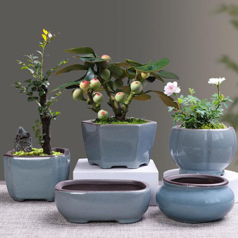 Echeveria Succulent - Maceta de cerámica Retro para plantas