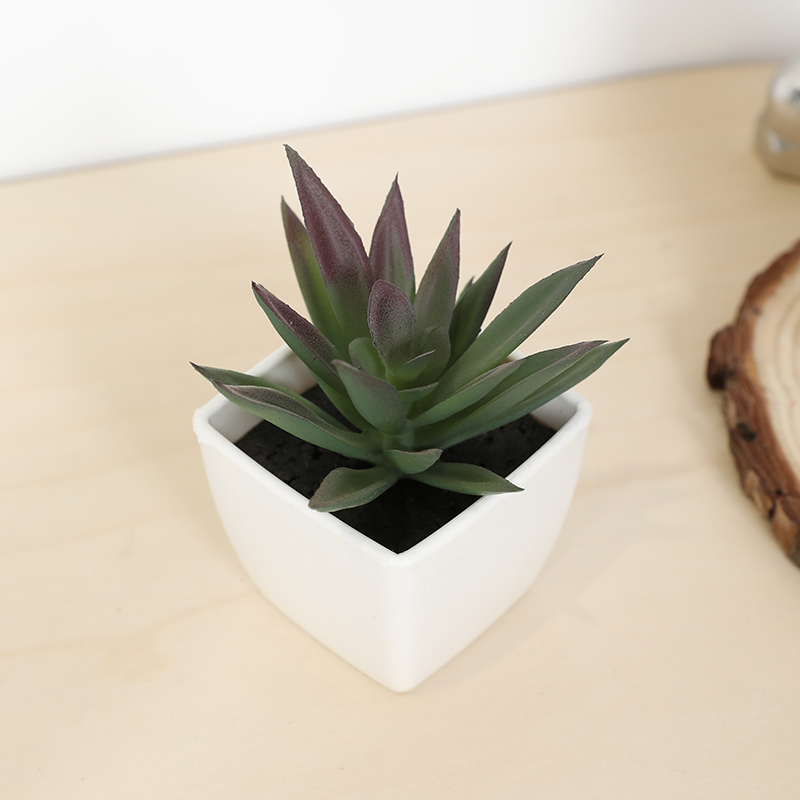 Echeveria Succulent - Mini taza de hadas suculenta Artificial,