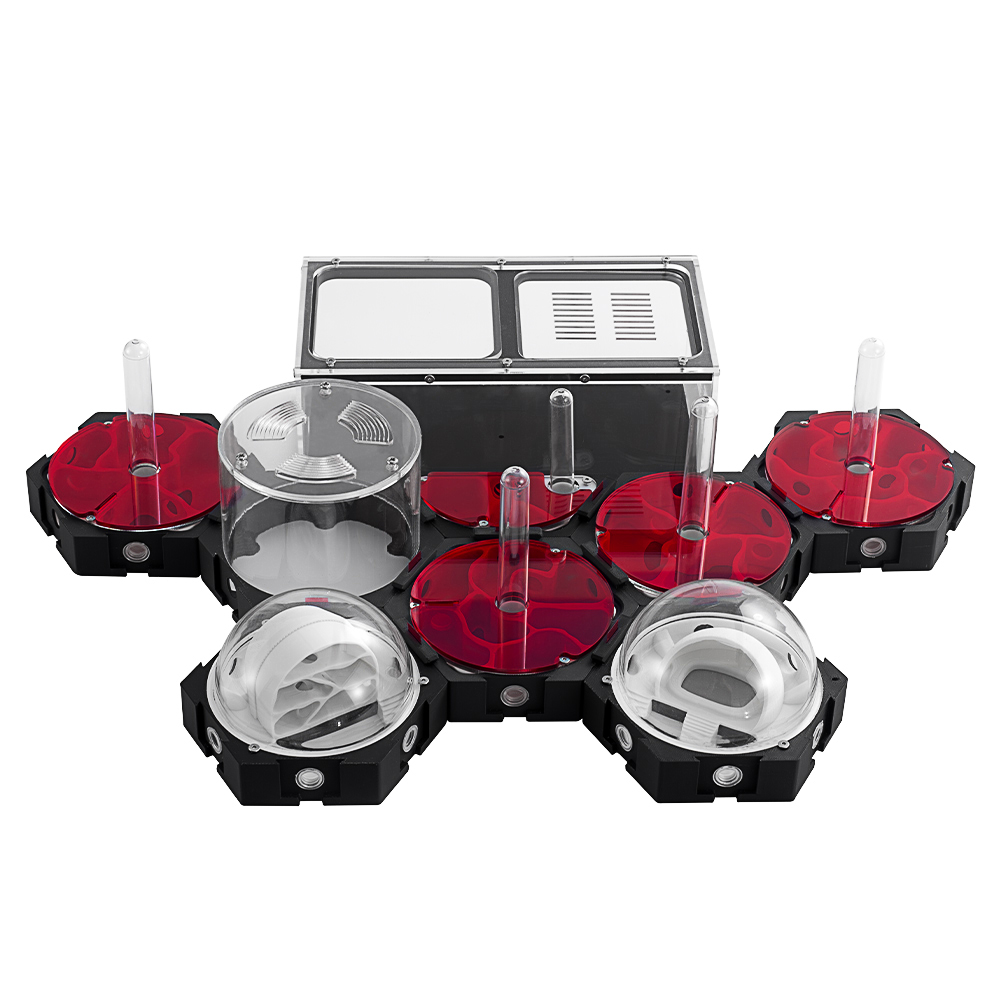 Granja de hormigas con impresi - Begonia Rex reseña y precio