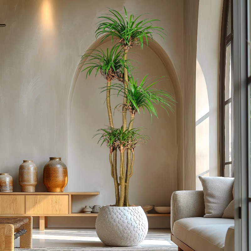 Árbol casero interior/exterior - Dracaena Marginata reseña y precio