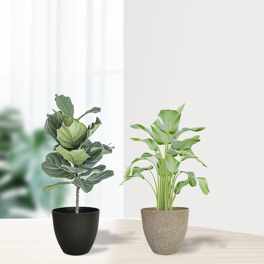 Macetas de piedra de imitación - Aloe Vera Pot reseña y precio