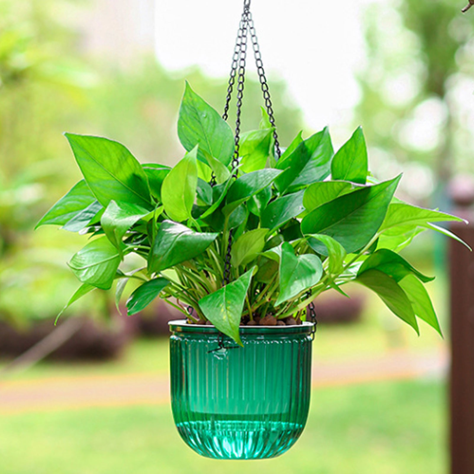 Macetas automáticas con autorr - Spider Plant Hanging reseña y precio