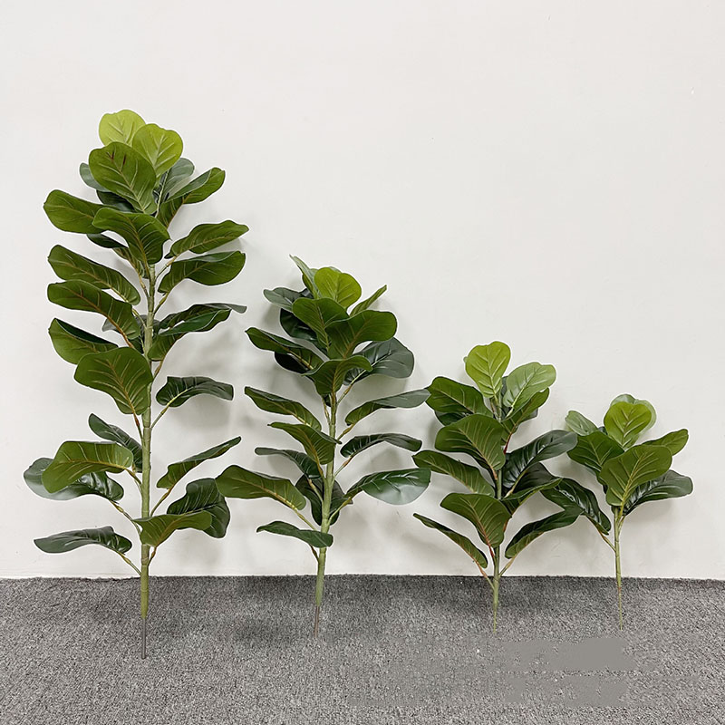 Árbol de Ficus grande de 59 pu - Ficus Lyrata Tree reseña y precio