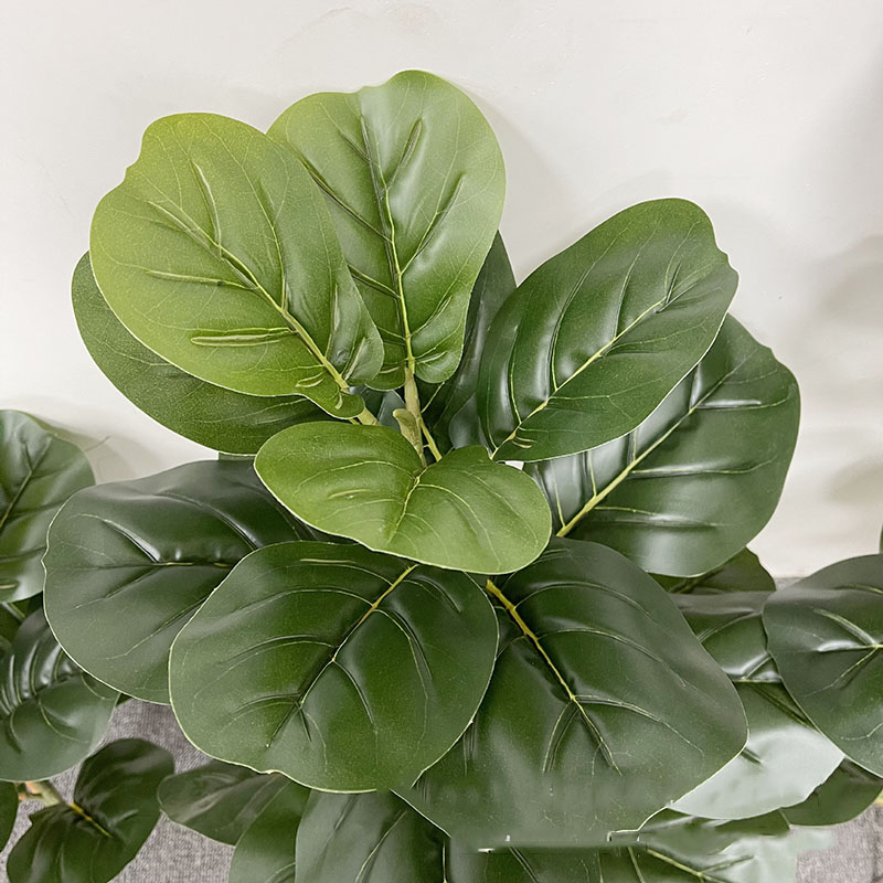 Árbol de Ficus grande de 59 pu - Ficus Lyrata Tree reseña y precio