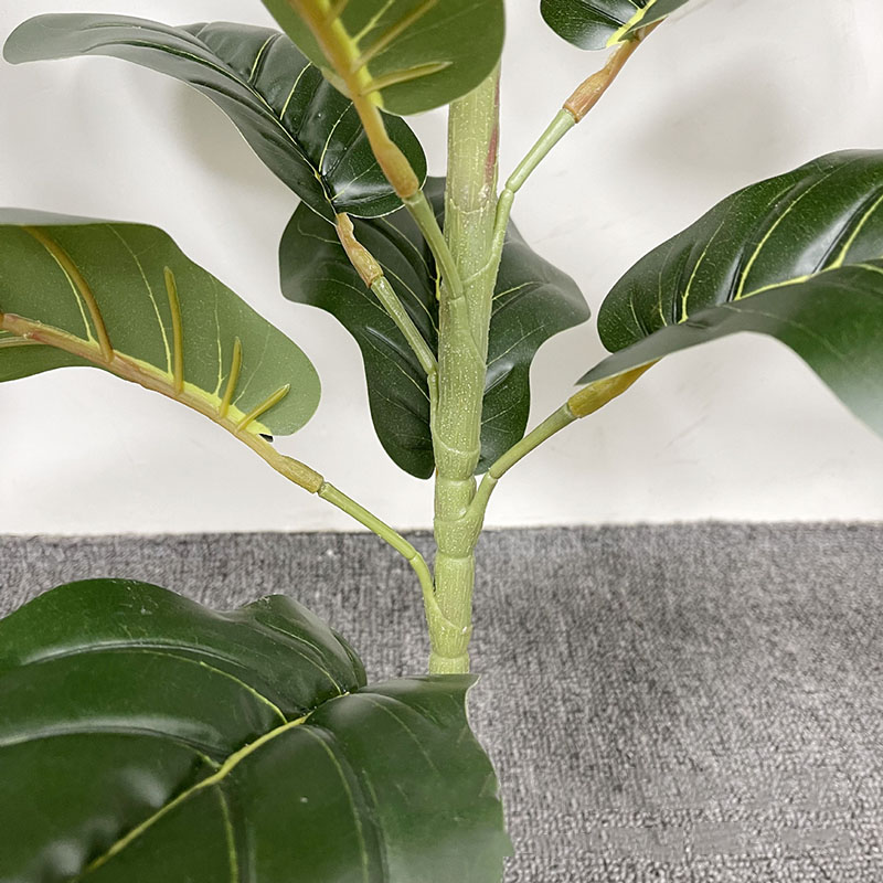 Árbol de Ficus grande de 59 pu - Ficus Lyrata Tree reseña y precio