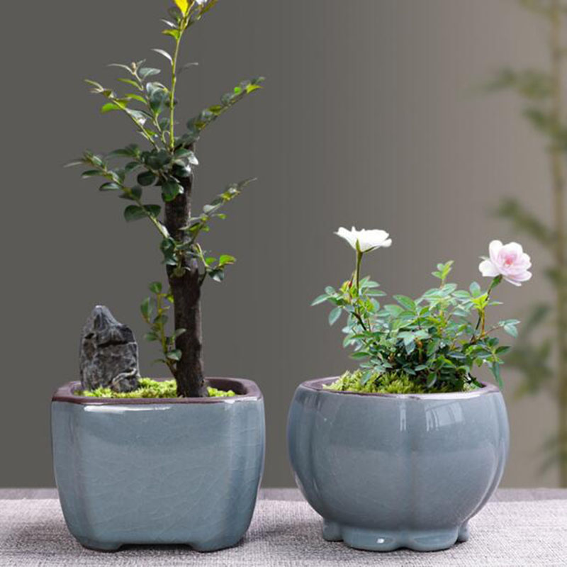 Maceta de cerámica Retro para  - Echeveria Succulent reseña y precio