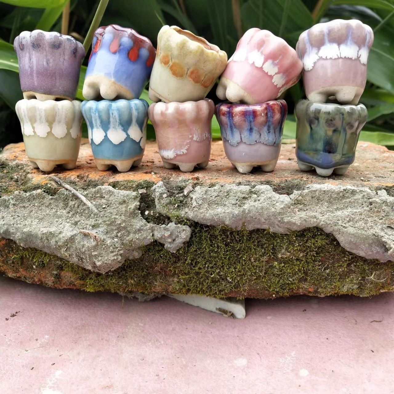 Mini maceta de cerámica de 10  - Echeveria Succulent reseña y precio