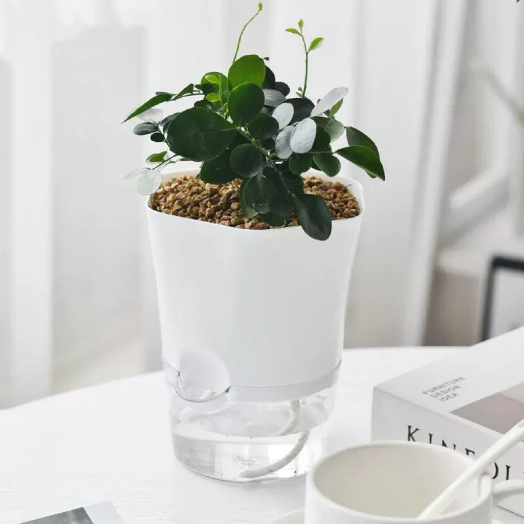 Macetas de plástico transparen - Aloe Vera Pot reseña y precio