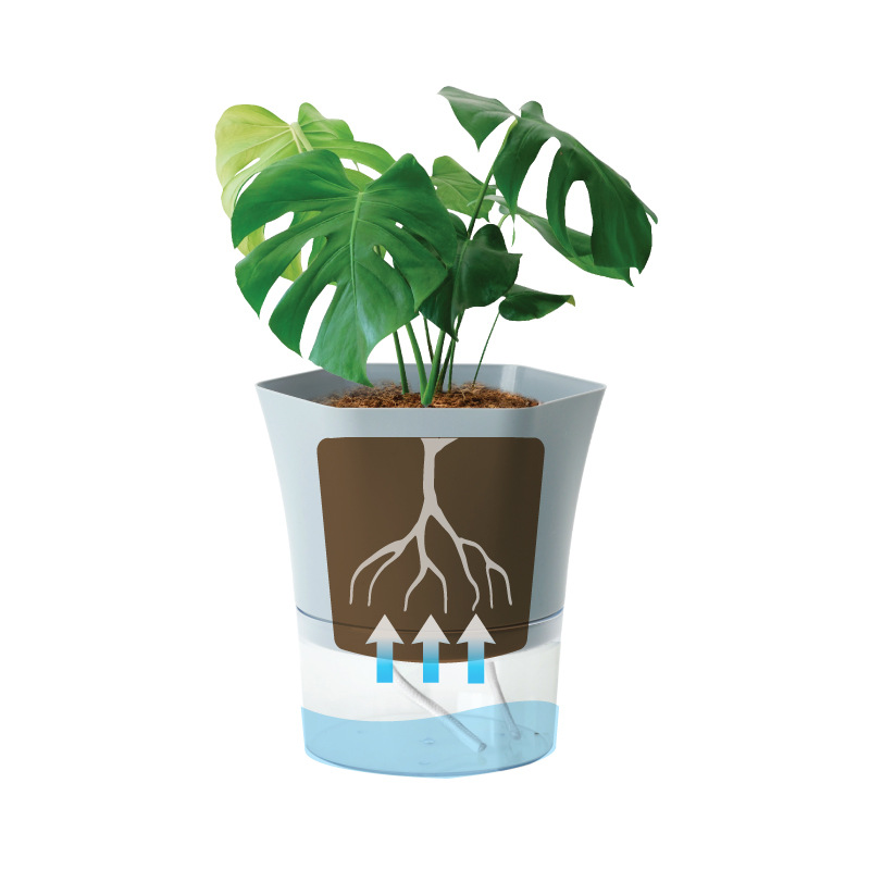Macetas de plástico transparen - Aloe Vera Pot reseña y precio