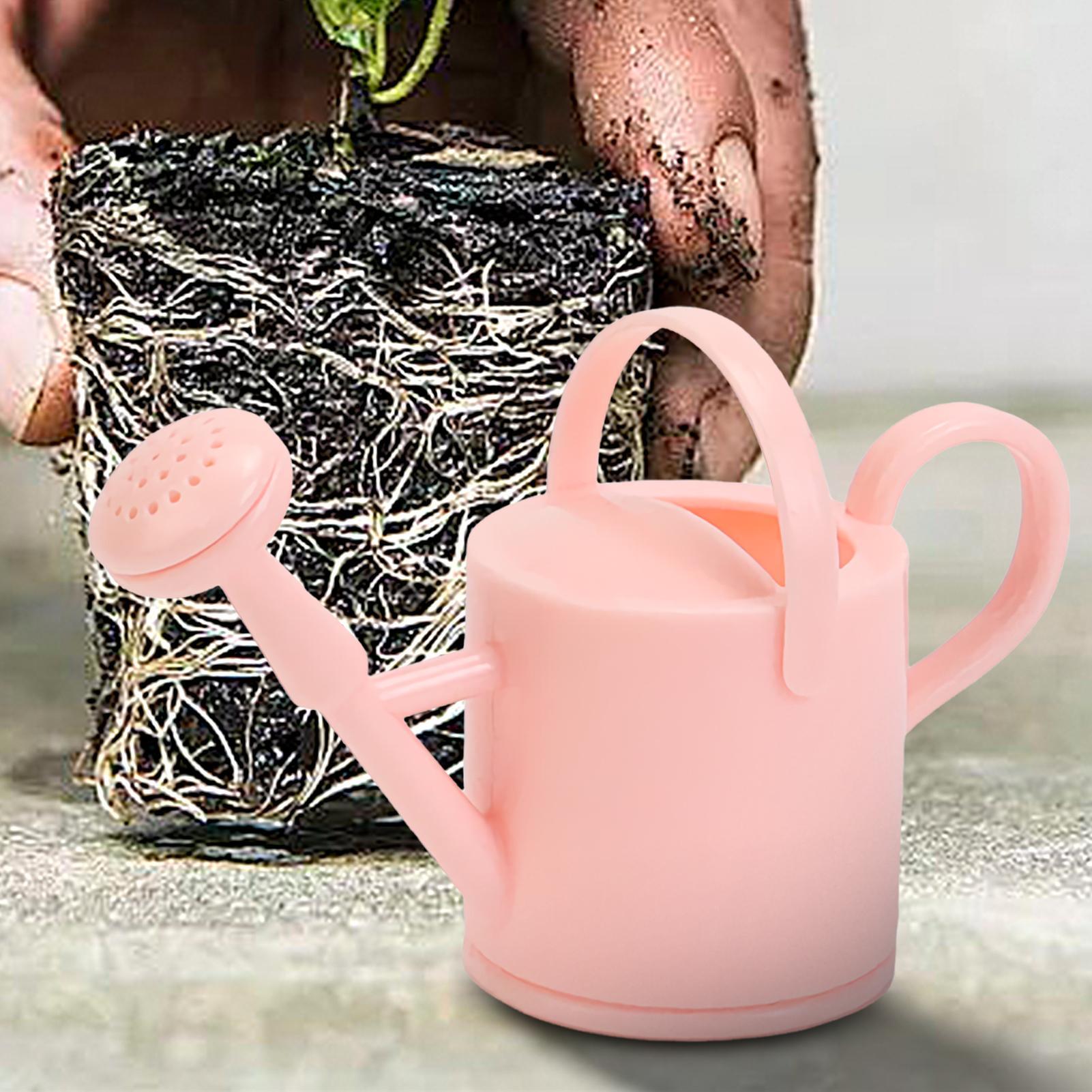 Regadera pequeña para niños, r - Echeveria Succulent reseña y precio