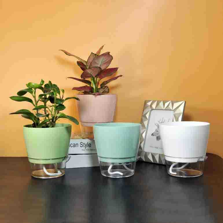 Flor perezosa con orificio de  - Aloe Vera Pot reseña y precio