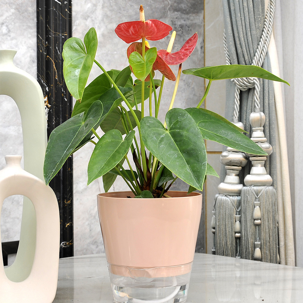 Flor perezosa con orificio de  - Aloe Vera Pot reseña y precio