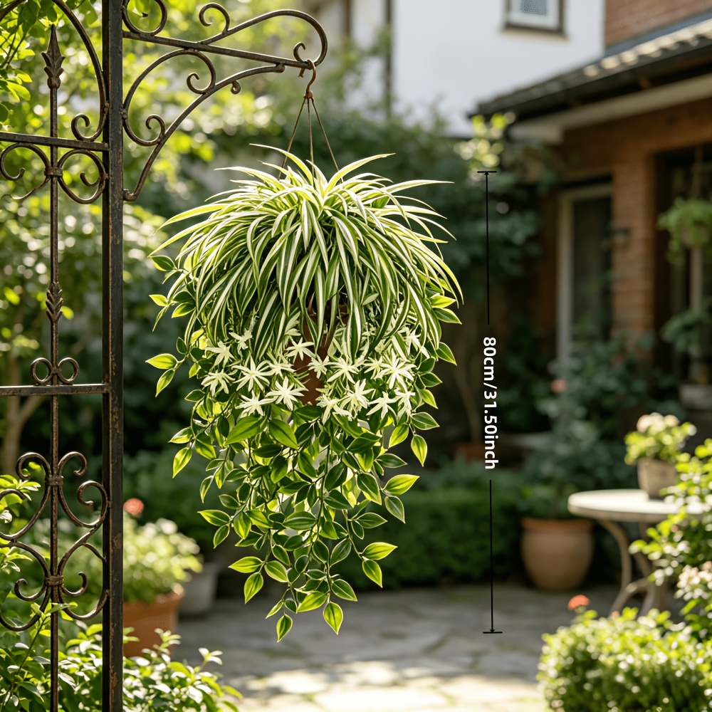 4 piezas de plantas de araña a - Spider Plant Hanging reseña y precio