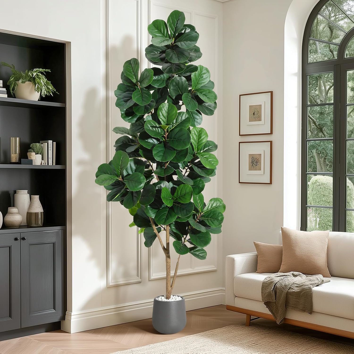 Árbol de higo de hoja de violí - Ficus Lyrata Tree reseña y precio
