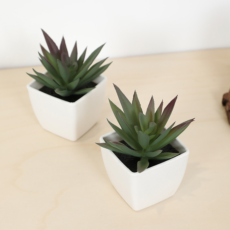 Mini taza de hadas suculenta A - Echeveria Succulent reseña y precio