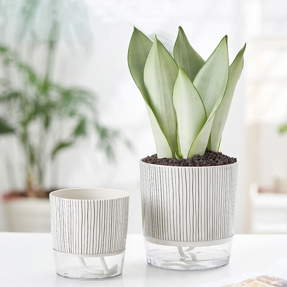 Maceta Transparente con Sistem - Aloe Vera Pot reseña y precio