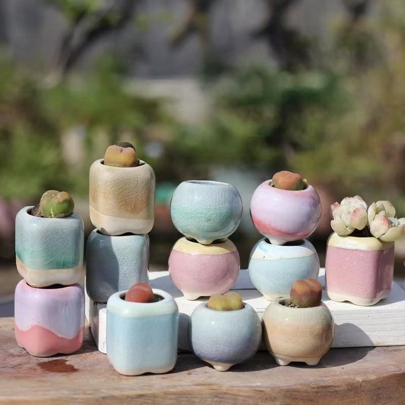 6 uds Mini maceta suculentas p - Echeveria Succulent reseña y precio