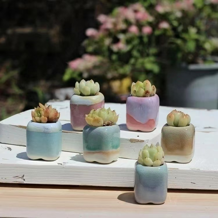 6 uds Mini maceta suculentas p - Echeveria Succulent reseña y precio